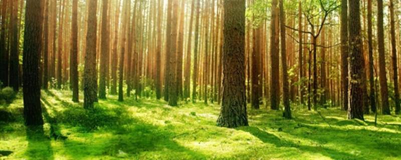保护森林的重要性（保护森林的重要性有哪些）