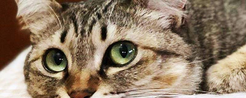 关于猫的谜语（关于猫的谜语有哪些简单点的）