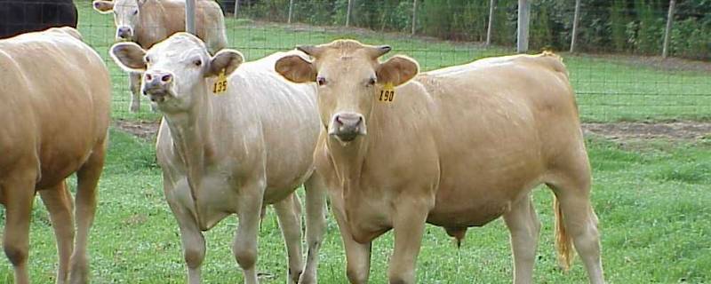 带牛字的团队名称（带牛字的霸气的团队名）