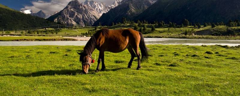 常上战场的动物 什么动物上战场