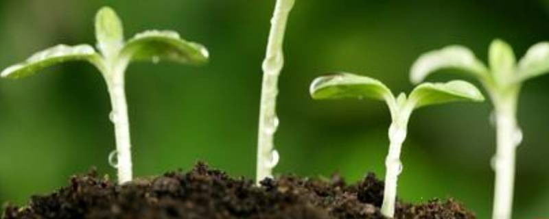 春季注意什么 春季注意什么幼儿园