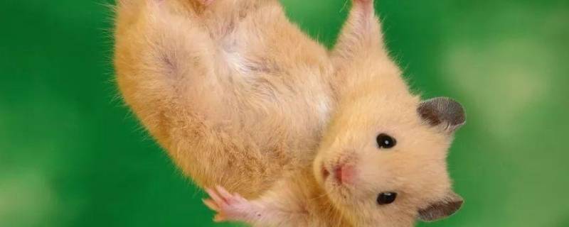 仓鼠和老鼠的区别在哪里（仓鼠跟老鼠的区别在哪里）