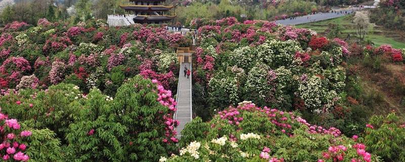 百里杜鹃在毕节哪个县（毕节百里杜鹃是哪个县）