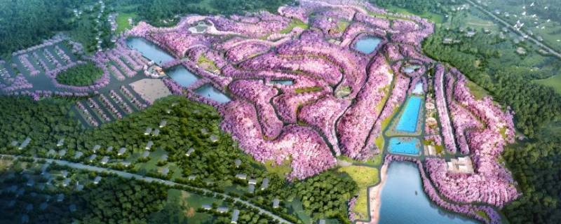 岳阳樱花园在哪里（岳阳樱花园在哪里怎么去坐什么车）