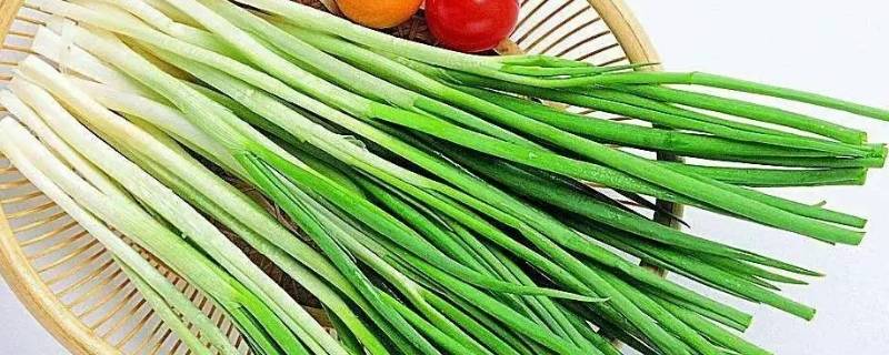 大葱的寓意和象征（大花葱寓意）