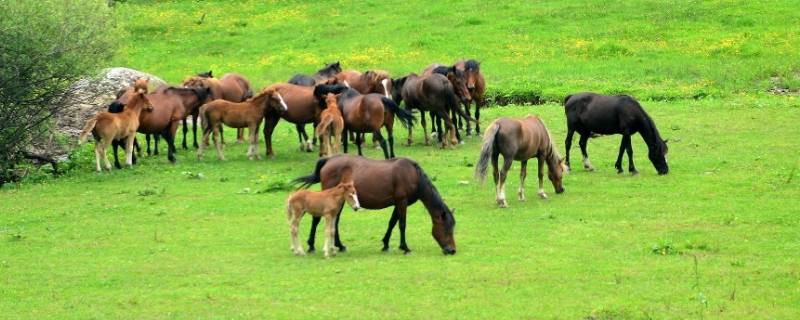 草原奔驰的动物（草原奔驰的动物有哪些）