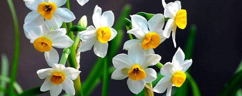 对水仙花的感悟（对水仙花的感悟50字）