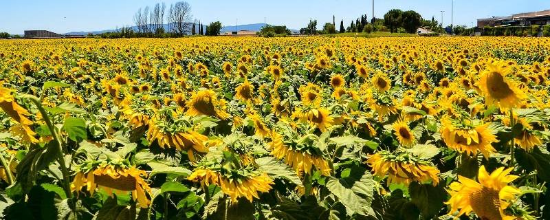 东莞向日葵花海在哪里（东莞看向日葵的地方）