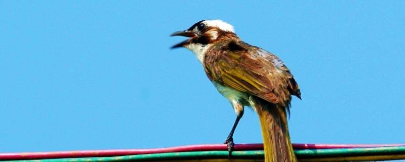 白头翁鸟的寓意和象征 白头翁寓意是什么谁清楚?