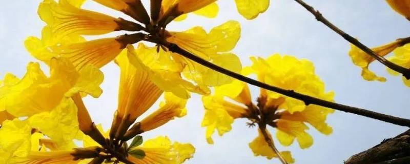春天开黄花的树 春天开黄花的树图片
