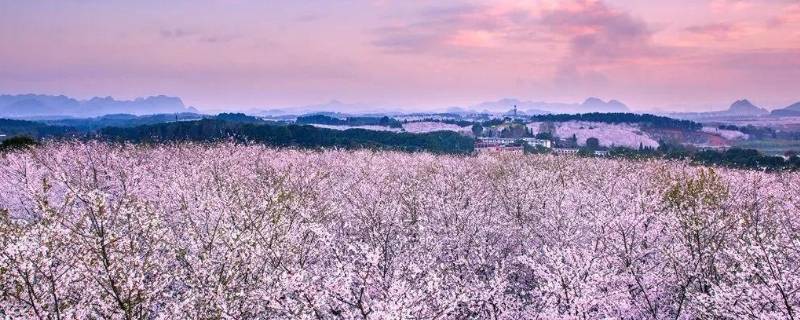 贵阳樱花园在哪里（贵阳的樱花在哪里）