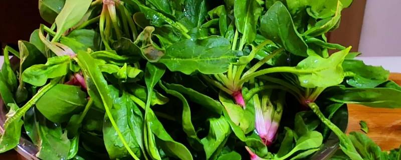 菠菜的吉祥寓意（菠菜的吉祥寓意和象征）