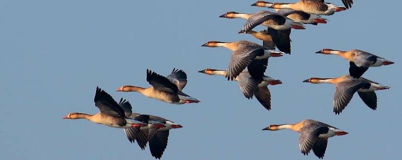 大雁阿卡的性格特点 大雁阿卡的性格特点结合内容说一说