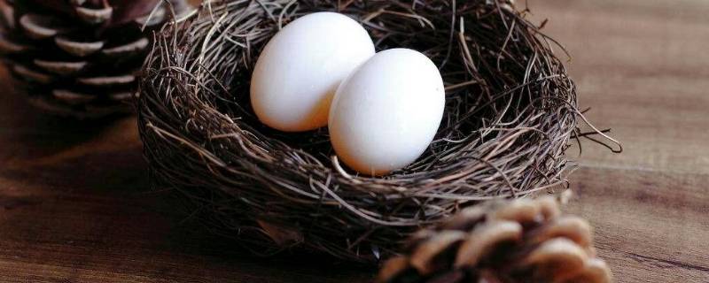鸽子蛋如何保存还能孵 鸽子蛋放多久还可以孵出来