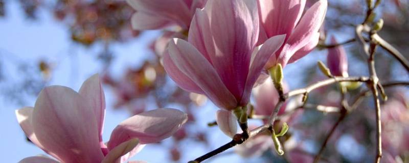 春天紫外线强吗 春天紫外线强吗?