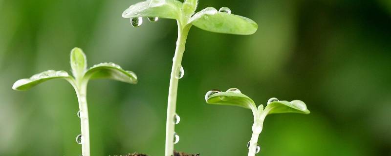 春天早上问候语（春天早上问候语 简短）