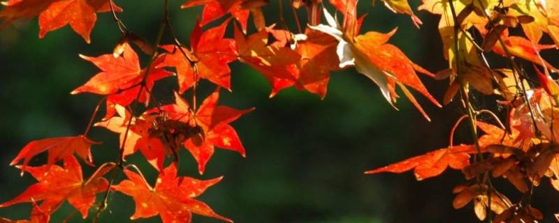 枫树的寓意和象征意义（枫树的寓意和象征意义是什么）