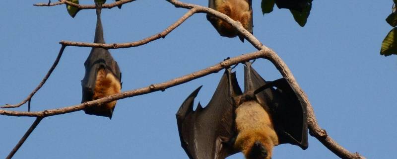 蝙蝠冬天冬眠吗（蝙蝠冬天会冬眠吗）