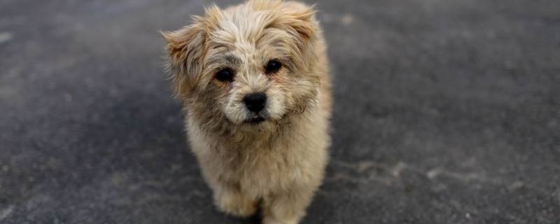 保护流浪狗的宣传语（保护流浪猫狗的宣传语）