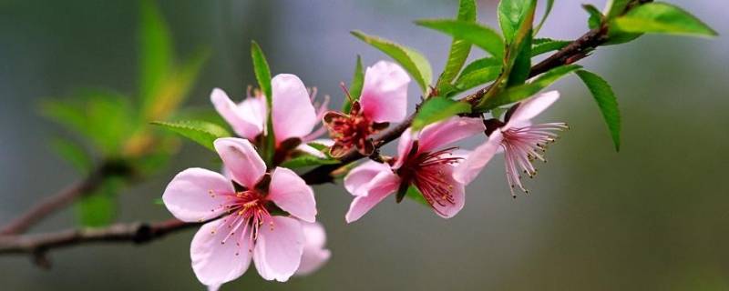 春天的活动主题名称（春天的活动主题名称银行）