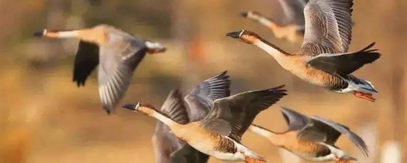 大雁的吉祥寓意 大雁的吉祥寓意和象征