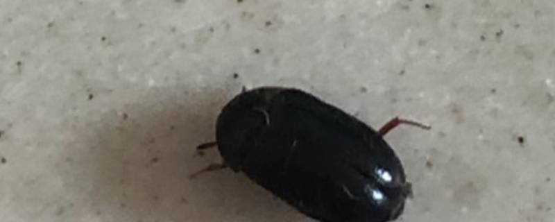 卧室有黑色硬壳小虫源头在哪 卧室有黑色硬壳小虫源头在哪,宿舍旁有树