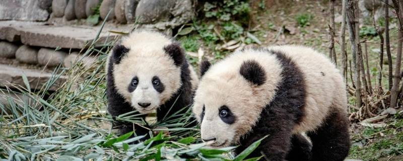 怎么介绍大熊猫 怎么介绍大熊猫作文