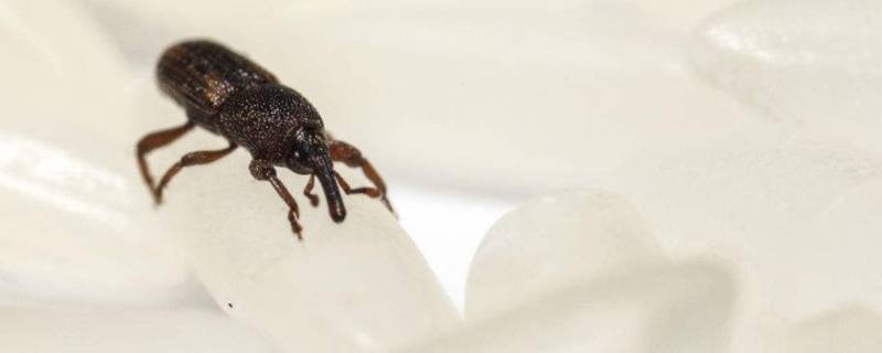 米象跑到卧室怎么消灭 米象跑屋里了怎么消灭