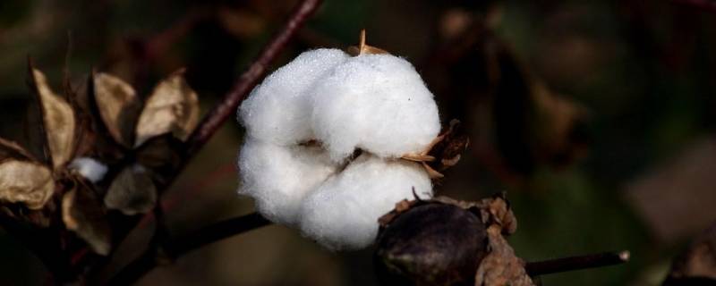 木头棉花属于什么材料 木头棉花属于什么材料塑料陶瓷属于什么材料