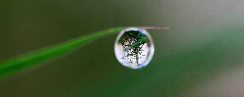 露珠精神是指什么（露珠的精神指什么）