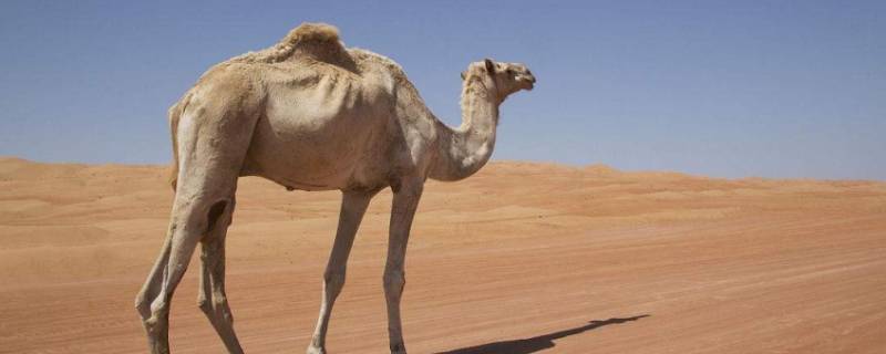骆驼的家在哪里 骆驼的家在哪里天空