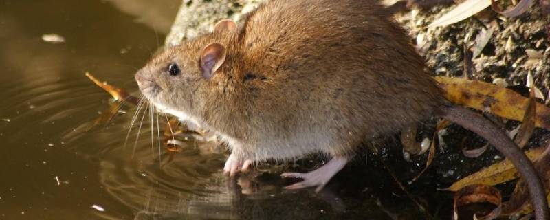 天花板隔层有老鼠怎么办 天花板隔板里有老鼠