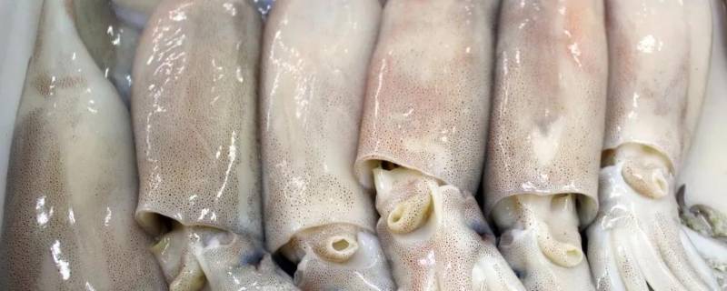 乌贼怎么处理 乌贼怎么处理干净