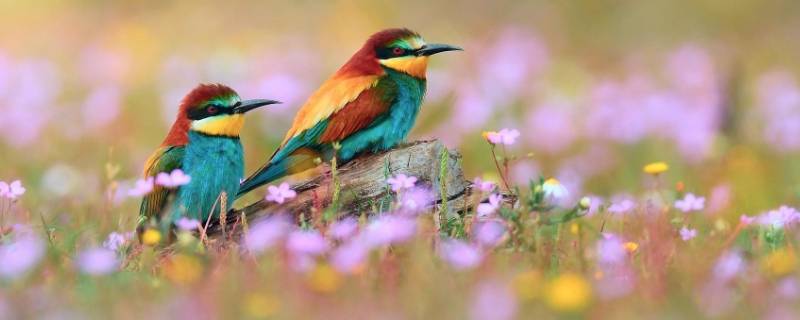 10种代表春天的动物 10种代表春天的动物怎么画