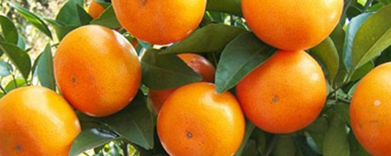 乌柑和沃柑什么区别（乌柑和沃柑什么区别图片）