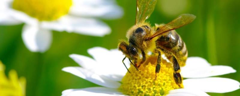 怎么把蜜蜂赶出卧室（怎么把蜜蜂赶出卧室灯）