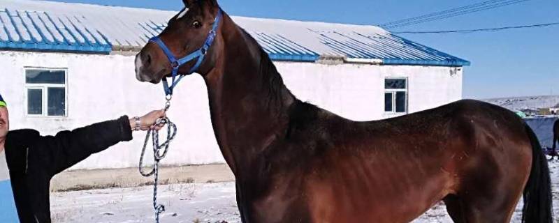 马的家被称为什么 马的家被称作什么