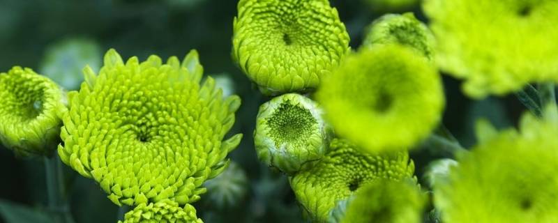 绿菊花的花语和寓意（绿菊花的花语和寓意和象征）