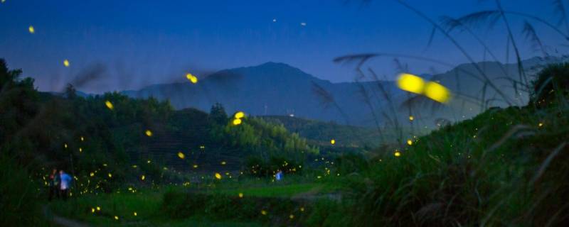 夏天的夜晚有什么动物（夏天的夜晚有什么动物在叫有什么景色）
