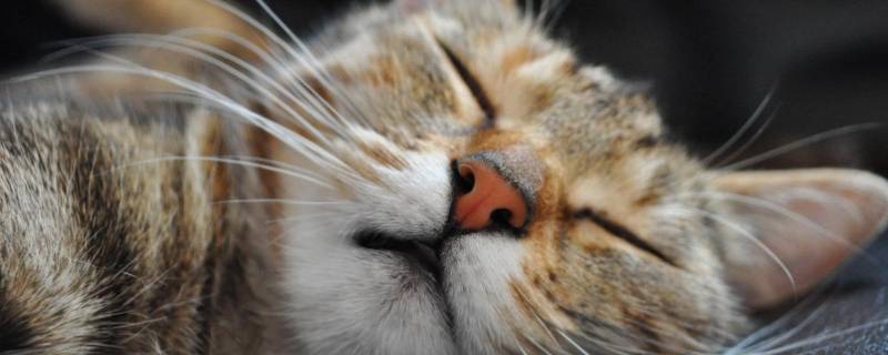 犬科和猫科的区别 狮子为什么被改为犬科