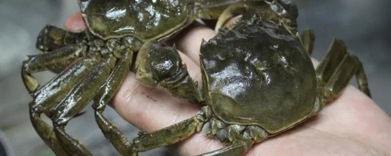 活螃蟹冷冻后还可以吃吗（活螃蟹冷冻后还可以吃吗为什么）