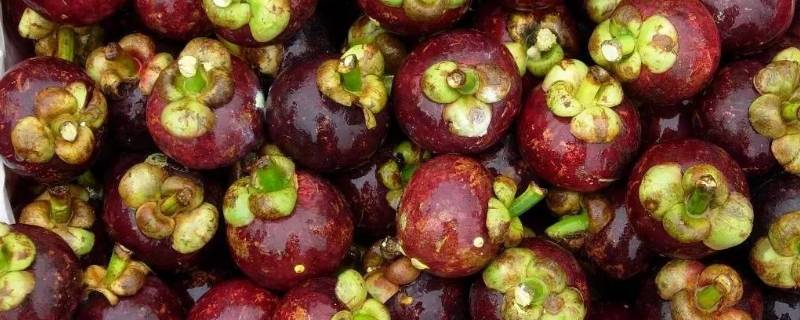 山竹中间的核能吃吗 山竹中间那个核能吃吗