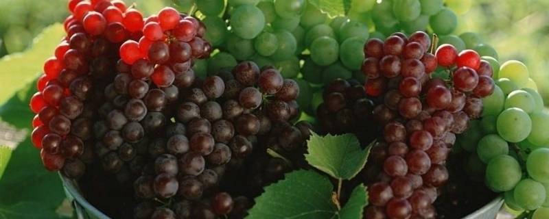 葡萄是酸性还是碱性（茉莉香葡萄是酸性还是碱性）