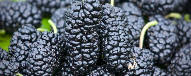 桑葚是碱性还是酸性 桑葚是碱性还是酸性水果