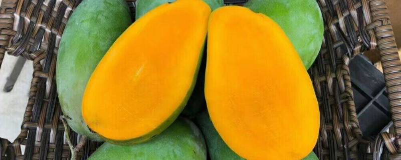 青芒硬的能直接吃吗（青芒是硬的怎么办）