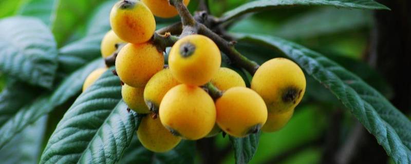 枇杷叶可以泡水喝吗（枇杷叶可以泡水喝吗有毒吗）