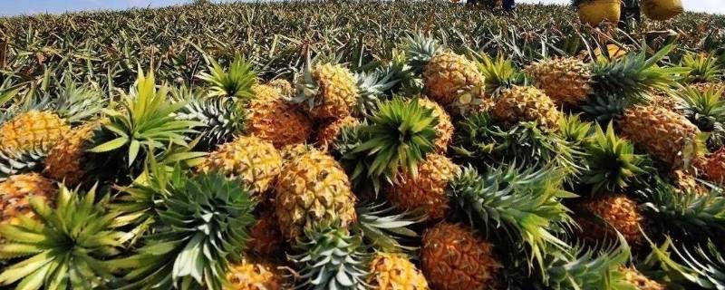 青菠萝可以直接吃吗（青菠萝能直接吃吗）