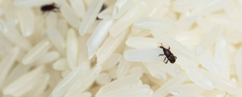 米里面有黑虫怎么办 米里面有黑虫怎么处理