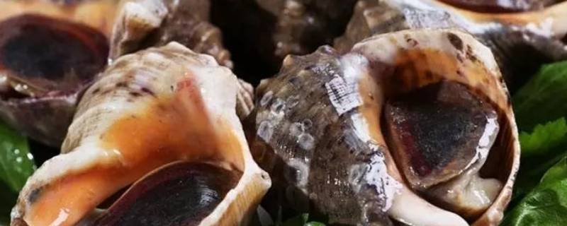 海螺的黄可以吃吗（海螺的黄到底是什么东西）