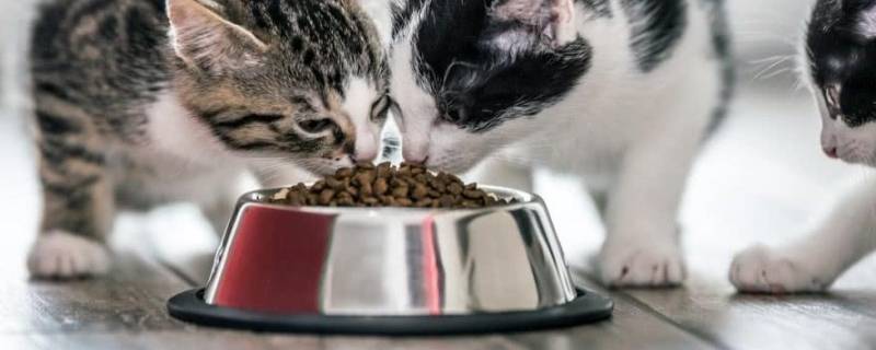 过期的猫粮属于什么垃圾 过期的猫粮属于什么垃圾分类哪一项
